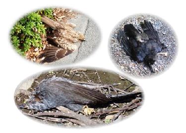 鳥 死亡|野鳥の異常死の原因は？